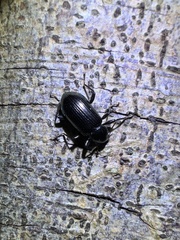 Derosphaerus exularis