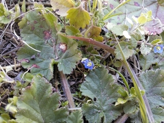 Veronica persica