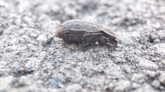Opatrini