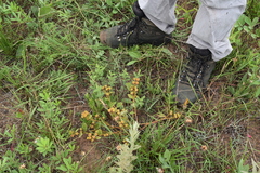 Hermannia sandersonii