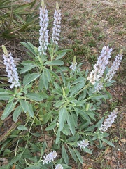 Lupinus diffusus