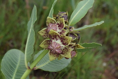 Pachycarpus natalensis