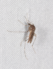 Aedes alboannulatus