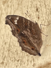 Junonia natalica