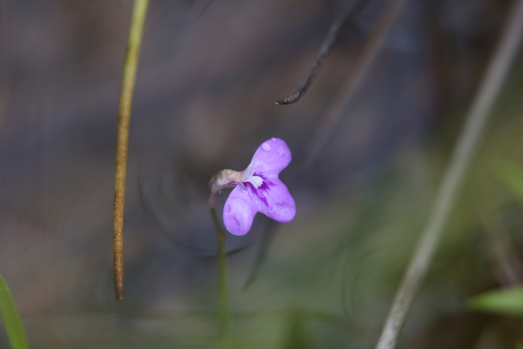 Utricularia disjuncta R.W.Jobson & Baleeiro 4