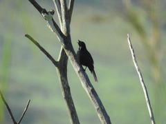 Melaenornis pammelaina