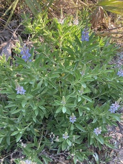 Lupinus diffusus