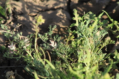 Fumaria parviflora