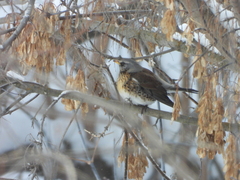 Turdus pilaris