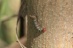 Didugua argentilinea