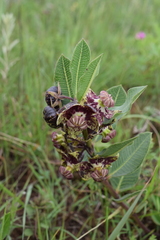 Pachycarpus natalensis