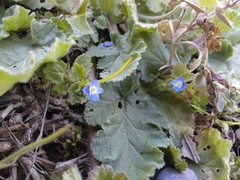 Veronica persica