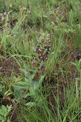 Pachycarpus natalensis
