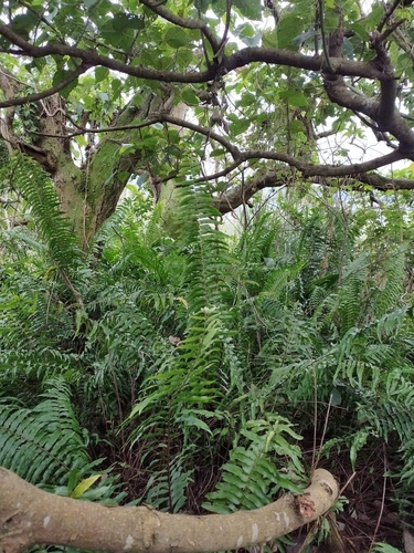 Nephrolepis × pseudobiserrata iNat (2)