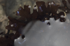 Chondrus crispus