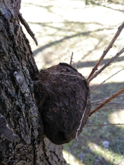 Inocutis tamaricis