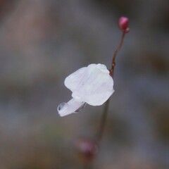 Utricularia minutissima