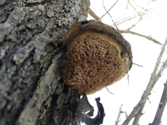 Inocutis tamaricis