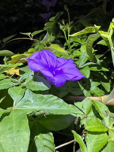 Ipomoea cairica iNat (3)