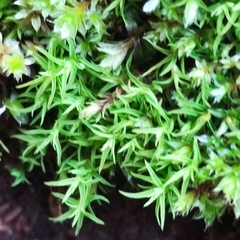 Vinealobryum vineale