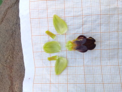 Ophrys