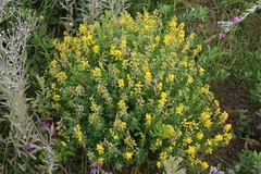 Crotalaria dura