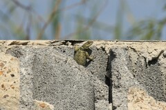 Sceloporus cyanogenys