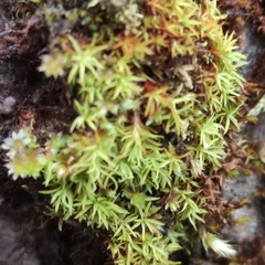 Vinealobryum vineale
