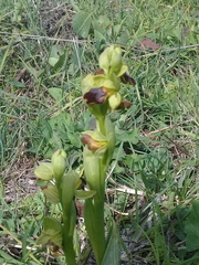 Ophrys