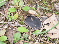 Helvella costifera