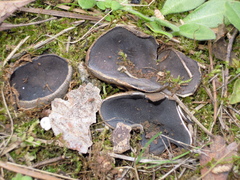 Helvella costifera
