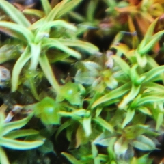 Vinealobryum vineale