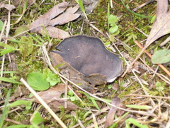 Helvella costifera