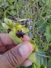 Ophrys