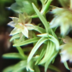 Vinealobryum vineale