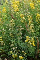 Crotalaria dura