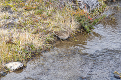 Gallinago stricklandii