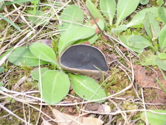 Helvella costifera