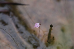 Utricularia minutissima
