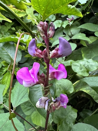Lablab purpureus