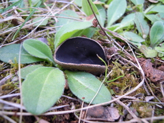 Helvella costifera
