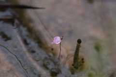 Utricularia minutissima