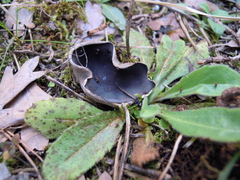 Helvella costifera