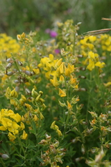Crotalaria dura