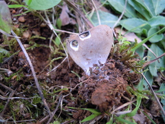 Helvella costifera
