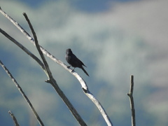 Melaenornis pammelaina