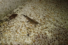 Aiolopus thalassinus tamulus