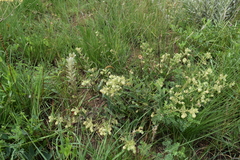 Hermannia grandistipula