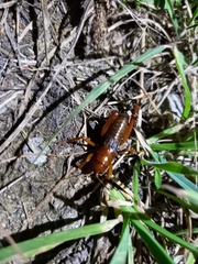 Cratomelus armatus
