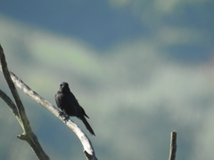 Melaenornis pammelaina